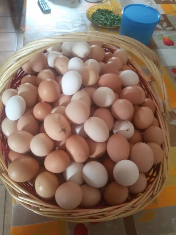 Ecco le uova ruspanti
